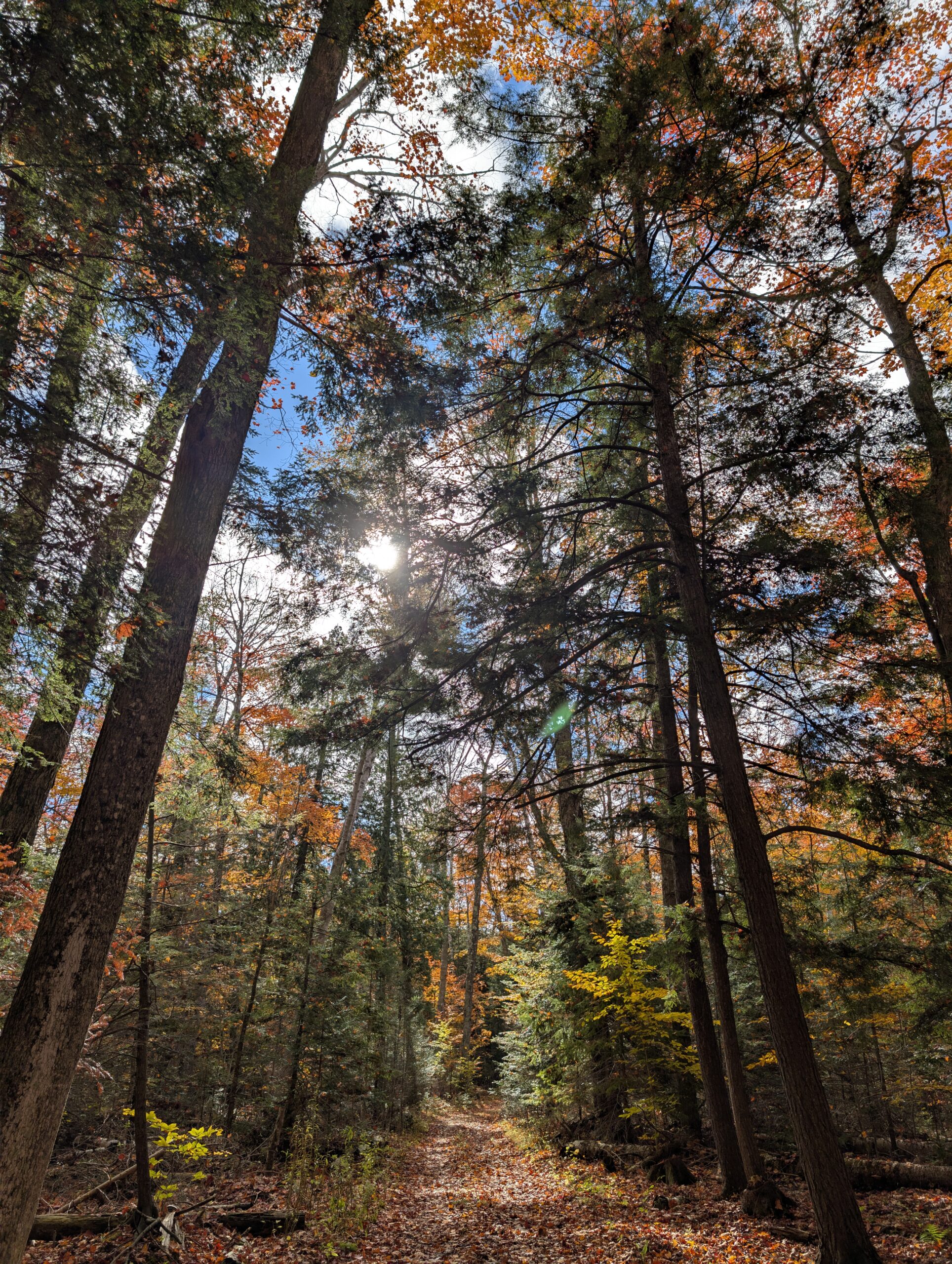The sun peeking through the autumn leaves in a forest.